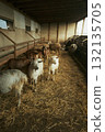 Goats in barn interior with warm light 132135705