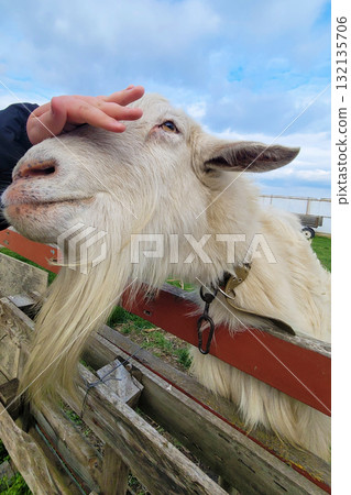 Goat looking over wooden fence 132135706