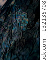 Close-up of shiny black chicken feathers 132135708