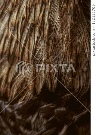 Close-up of bird feathers texture chicken 132135709