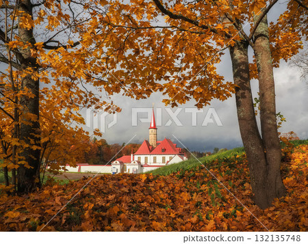 Golden maples fall in autumn. in Gatchina Priory park Golden maples fall in autumn. in Gatchina Priory park 132135748