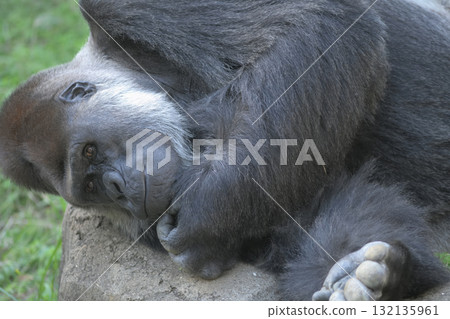 一隻習慣觸摸下巴下方的大猩猩 132135961
