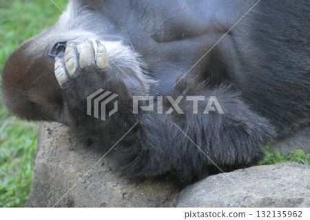 大猩猩睡覺時摀住臉 132135962