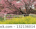 Kawazu cherry tree and rape blossoms 132136014