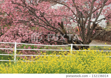 Kawazu cherry tree and rape blossoms Kawazu cherry tree and rape blossoms 132136014