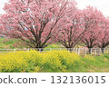 Kawazu cherry tree and rape blossoms 132136015