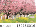 Kawazu cherry tree and rape blossoms 132136016