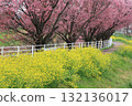 Kawazu cherry tree and rape blossoms 132136017