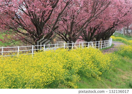 Kawazu cherry tree and rape blossoms Kawazu cherry tree and rape blossoms 132136017