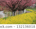 Kawazu cherry tree and rape blossoms 132136018