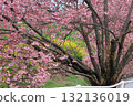 Kawazu cherry tree and rape blossoms 132136019
