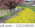 Kawazu cherry tree and rape blossoms 132136020