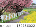 Kawazu cherry tree and rape blossoms 132136022