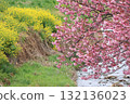Kawazu cherry tree and rape blossoms 132136023