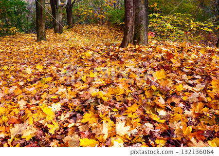 sunny scene with park trees in autumn leaves. scenic urban landscape of uzhhorod with ground covered in colorful foliage. beautiful season change background. wonderful atmosphere in warm morning light sunny scene with park trees in autumn leaves. scenic urban landscape of uzhhorod with ground covered in colorful foliage. beautiful season change background. wonderful atmosphere in warm morning light 132136064