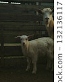 Baby goat standing near wooden fence 132136117