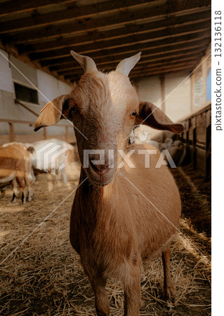 Brown goat standing in barn doorway 132136118