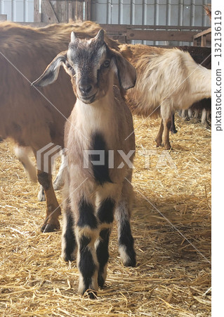 Brown goat standing inside a barn Brown goat standing inside a barn 132136119