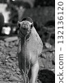 Camel standing outdoors on a sunny day 132136120