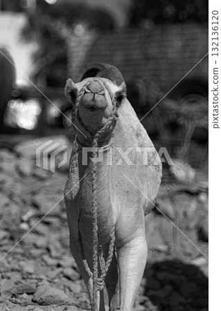Camel standing outdoors on a sunny day Camel standing outdoors on a sunny day 132136120