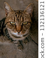 Cat sitting on the ground looking up 132136121