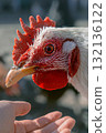 Chicken and human hand on farm 132136122