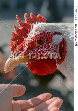 Chicken and human hand on farm Chicken and human hand on farm 132136122