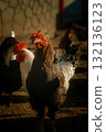 Chickens in sunlight on a farm 132136123
