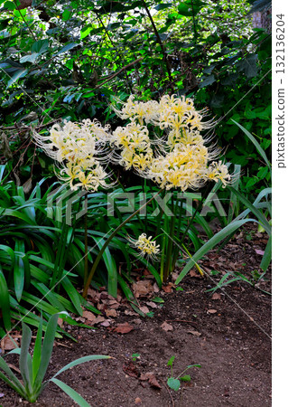 黃色群集孤挺花 132136204