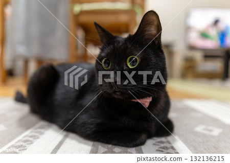 Black cat Black cat 132136215