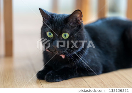 黑貓 黑貓 132136221