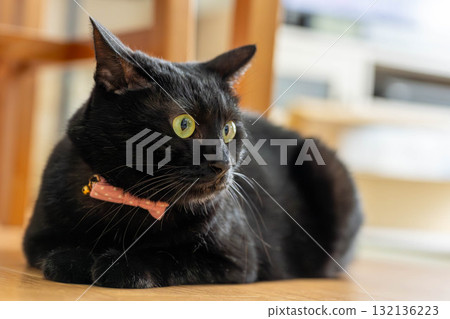 Black cat  132136223
