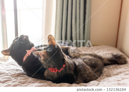 銹貓和黑貓 132136284