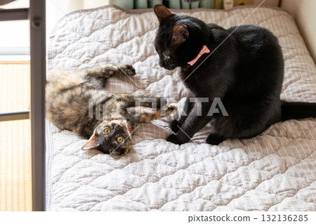 銹貓和黑貓 銹貓和黑貓 132136285