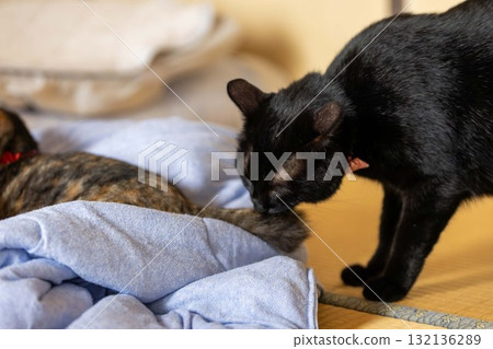 銹貓和黑貓 銹貓和黑貓 132136289