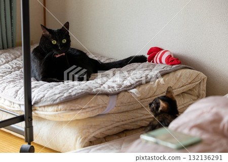 銹貓和黑貓 132136291