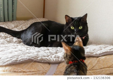 銹貓和黑貓 銹貓和黑貓 132136306