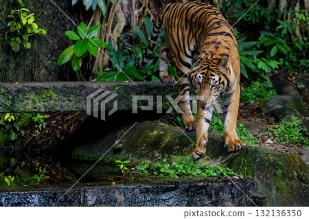 Close up Indochinese tiger is beautiful animal and dangerous in forest 132136350