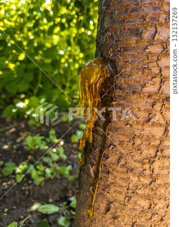Cherry tree trunk with amber sap dripping in forest close-up Cherry tree trunk with amber sap dripping in forest close-up 132137269