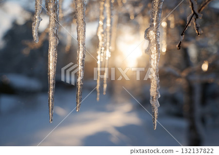 Elegant icicles hang from snow-covered pine branches in a quiet forest. The soft morning light casts a gentle glow on the snow, creating a calm winter scene Elegant icicles hang from snow-covered pine branches in a quiet forest. The soft morning light casts a gentle glow on the snow, creating a calm winter scene 132137822
