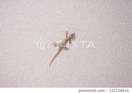 Geckos crawling on walls, creatures that protect the home, auspicious reptiles 132138616
