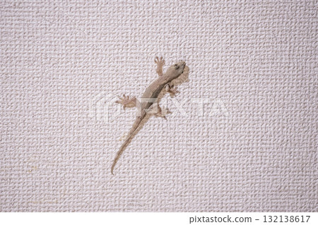 Geckos crawling on walls, creatures that protect the home, auspicious reptiles Geckos crawling on walls, creatures that protect the home, auspicious reptiles 132138617