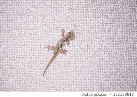 壁虎爬在牆上，守護家園，吉祥的爬蟲類 132138618