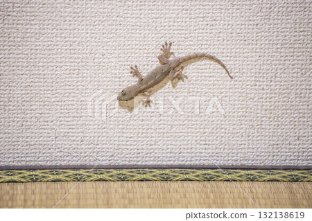 壁虎爬在牆上，守護家園，吉祥的爬蟲類 132138619