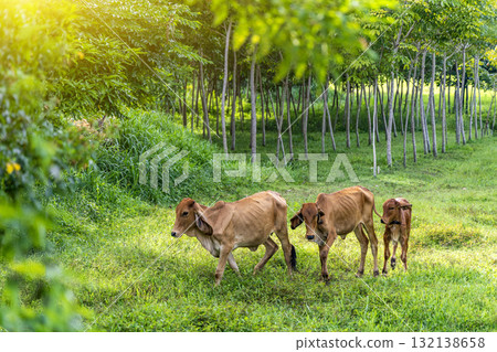 A herd of cows and calves at spring green field in a rubber tree plantation. A herd of cows and calves at spring green field in a rubber tree plantation. 132138658