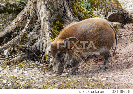 Red river hog, Potamochoerus porcus, also known as the bush pig. Red river hog, Potamochoerus porcus, also known as the bush pig. 132138696