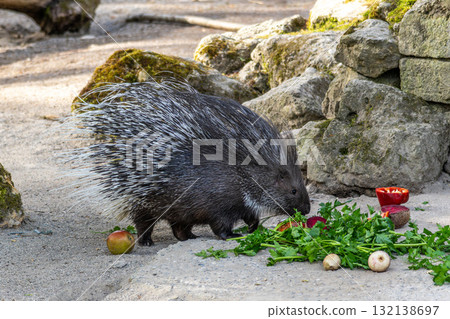 Indian crested Porcupine, Hystrix indica in a german nature park 132138697