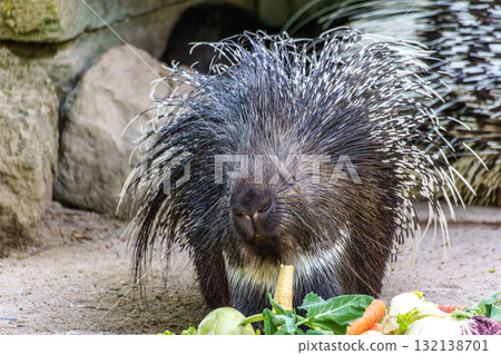 Indian crested Porcupine, Hystrix indica in a german nature park 132138701