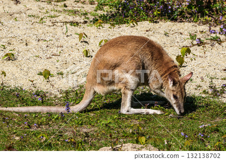The agile wallaby, Macropus agilis also known as the sandy wallaby 132138702