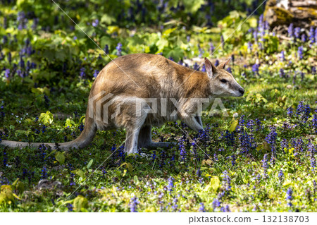The agile wallaby, Macropus agilis also known as the sandy wallaby 132138703